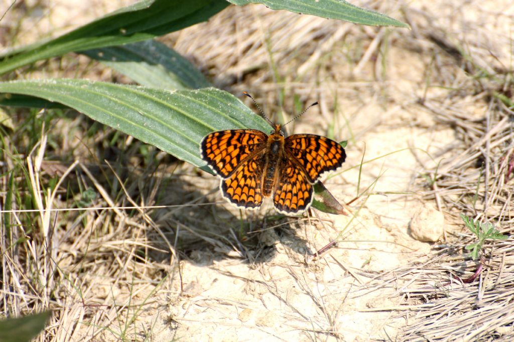 Melitaea phoebe, Nymphalidae